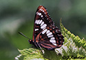 Limenitis corquini